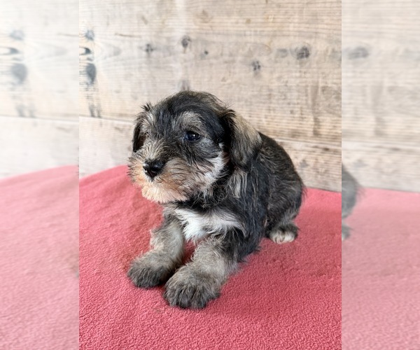 Medium Photo #14 Schnauzer (Miniature) Puppy For Sale in VERMONTVILLE, MI, USA