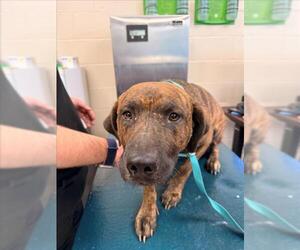 Black Mouth Cur Dogs for adoption in Mobile, AL, USA