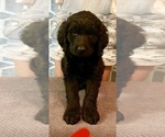 Small Photo #8 Goldendoodle Puppy For Sale in SAVANNA, IL, USA