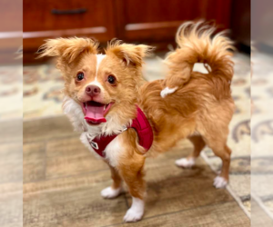 Chiranian Dogs for adoption in Davis, CA, USA