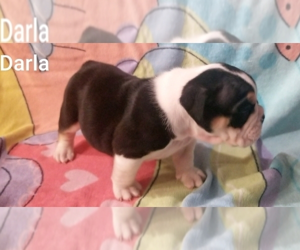 Medium Photo #4 English Bulldog Puppy For Sale in COLUMBUS, OH, USA