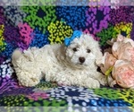 Small Photo #5 Bichon Frise-Bichpoo Mix Puppy For Sale in NOTTINGHAM, PA, USA