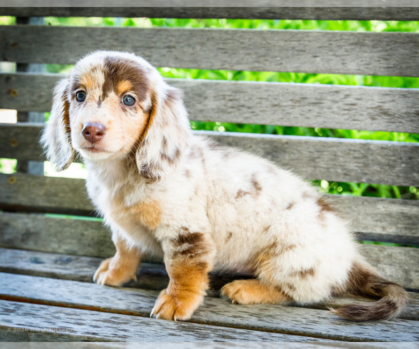 Medium Photo #7 Dachshund Puppy For Sale in WAKARUSA, IN, USA