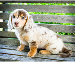 Small #6 Dachshund
