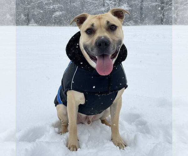 Medium Photo #5 American Staffordshire Terrier Puppy For Sale in Cranford, NJ, USA