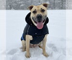 Small #4 American Staffordshire Terrier
