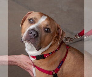 Staffordshire Bull Terrier-Unknown Mix Dogs for adoption in San Jose, CA, USA