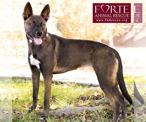 Spirit - Female Border Collie-Unknown Mix Dog for Adoption - Photo #9