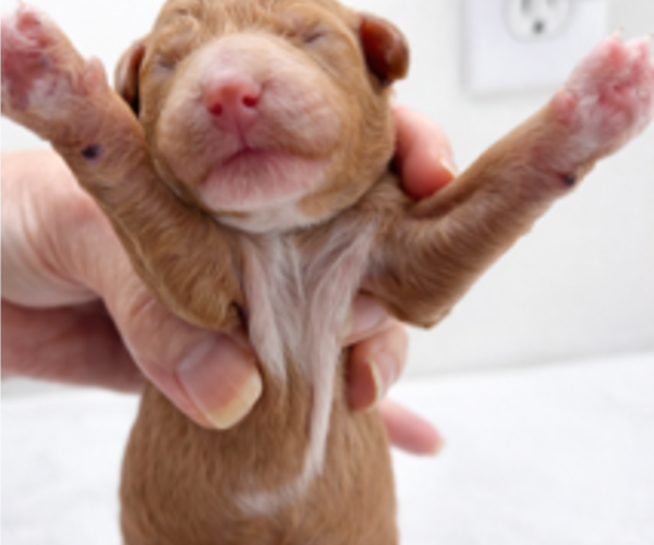 Medium Photo #13 Goldendoodle Puppy For Sale in LAFAYETTE, LA, USA