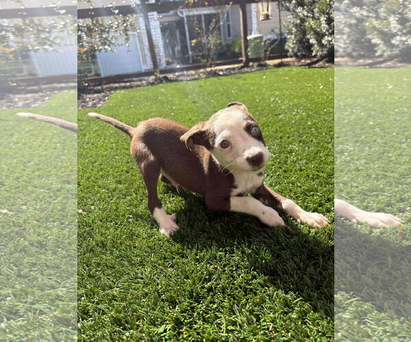 Medium Photo #2 Mutt Puppy For Sale in Mount Pleasant, SC, USA