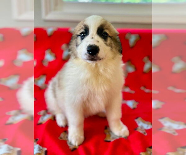 Medium Photo #3 Great Pyrenees-Unknown Mix Puppy For Sale in Osgood, IN, USA