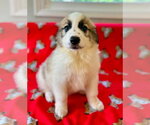 Small #2 Great Pyrenees Mix