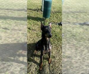 Doberman Pinscher-Unknown Mix Dogs for adoption in Pasadena, TX, USA