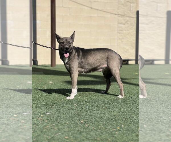 Medium Photo #2 Siberian Husky-Unknown Mix Puppy For Sale in Rockwall, TX, USA