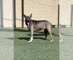 Small #1 Siberian Husky Mix