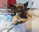 Small Photo #6 Alaskan Husky-German Shepherd Dog Mix Puppy For Sale in HILLSBORO, OR, USA