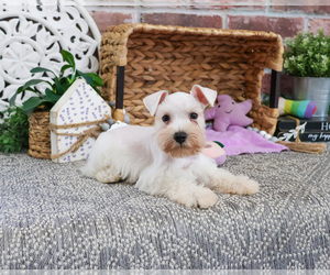 Schnauzer (Miniature) Puppy for sale in SYRACUSE, IN, USA