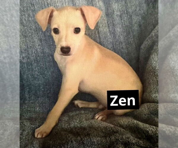 Medium Photo #5 Mutt Puppy For Sale in Oak Bluffs, MA, USA