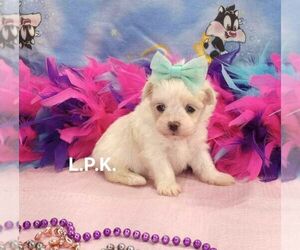 Maltese Puppy for sale in WINNSBORO, LA, USA