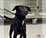 Small #2 Labrador Retriever-Retriever  Mix