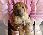 Puppy Aela Chinese Shar-Pei