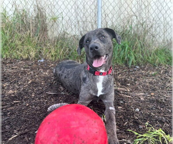 Medium Photo #2 Catahoula Leopard Dog-Unknown Mix Puppy For Sale in McKinleyville, CA, USA