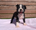 Small #6 Boston Terrier