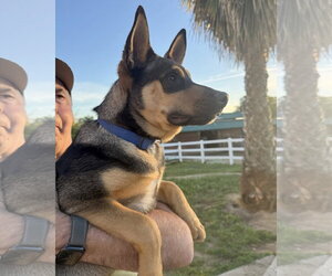 Gerberian Shepsky Dogs for adoption in Corona, CA, USA