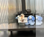 Small Photo #5 Golden Retriever Puppy For Sale in BIG CABIN, OK, USA