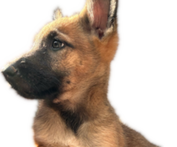 Medium Photo #2 German Shepherd Dog-Malinois Mix Puppy For Sale in DAHLONEGA, GA, USA