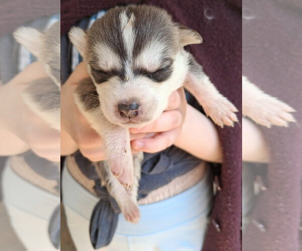 Medium Photo #2 Mutt Puppy For Sale in Holly Springs, NC, USA