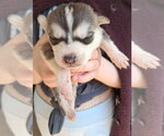 Small #1 Mutt