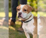 Small #2 American Pit Bull Terrier-Beagle Mix