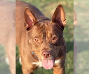 Mutt Dogs for adoption in Canton, CT, USA