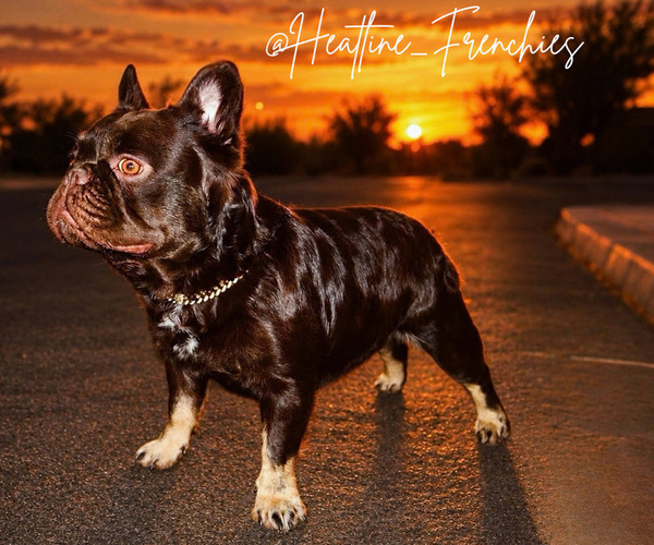 Medium Photo #1 French Bulldog Puppy For Sale in QUEEN CREEK, AZ, USA