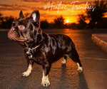 Small Photo #1 French Bulldog Puppy For Sale in QUEEN CREEK, AZ, USA
