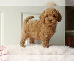 Puppy 4 Cocker Spaniel-Poodle (Miniature) Mix