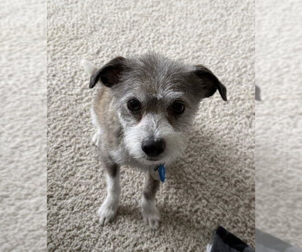 Medium Photo #4 Jack Russell Terrier-Unknown Mix Puppy For Sale in Mukwonago, WI, USA
