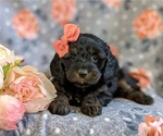 Small Photo #4 Cocker Spaniel-Poodle (Miniature) Mix Puppy For Sale in NOTTINGHAM, PA, USA