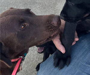 Mother of the Labrador Retriever puppies born on 05/21/2025