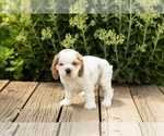 Small Photo #9 Cocker Spaniel Puppy For Sale in NAPPANEE, IN, USA