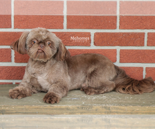 Medium Photo #1 Zuchon Puppy For Sale in SYRACUSE, IN, USA