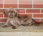 Small Photo #1 Zuchon Puppy For Sale in SYRACUSE, IN, USA