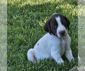 German Shorthaired Pointer Puppy for sale in SHASTA LAKE, CA, USA