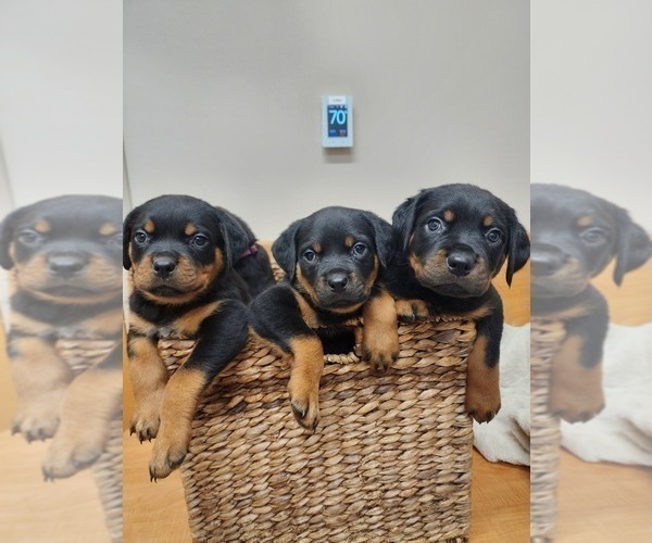 Medium Photo #1 Rottweiler Puppy For Sale in RACINE, WI, USA