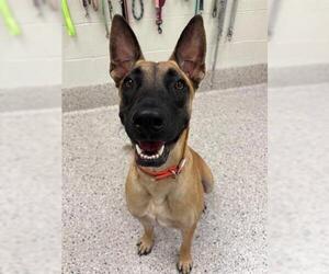 Mutt Dogs for adoption in Brighton, CO, USA