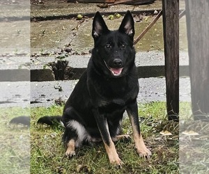 Mother of the German Shepherd Dog puppies born on 10/07/2025