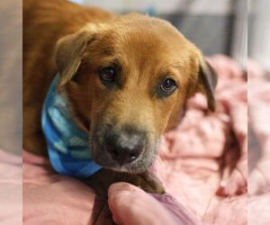 Saint Bernard-Unknown Mix Dogs for adoption in San Antonio, TX, USA