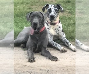 Father of the Great Dane puppies born on 08/27/2019