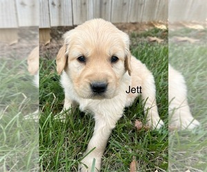 Golden Retriever Puppy for sale in FORDLAND, MO, USA